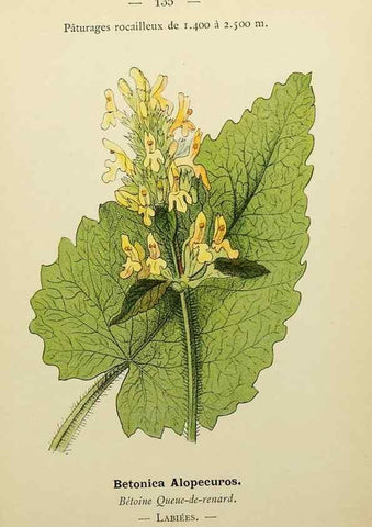 Reproducción/Reproduction 49344880703: Nouvelle flore coloriée de poche des Alpes et des Pyrénées.. Paris,Klincksieck,1906-1912.. 