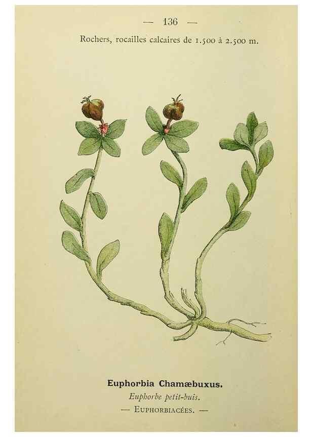 Reproducción/Reproduction 49345341341: Nouvelle flore coloriée de poche des Alpes et des Pyrénées.. Paris,Klincksieck,1906-1912.. 