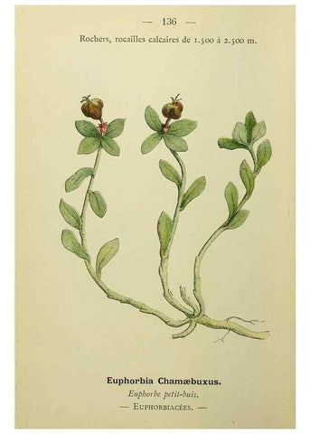 Reproducción/Reproduction 49345341341: Nouvelle flore coloriée de poche des Alpes et des Pyrénées.. Paris,Klincksieck,1906-1912.. 