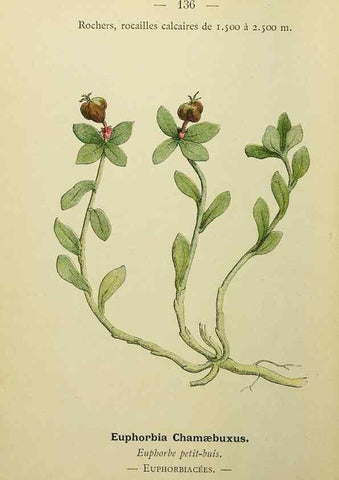 Reproducción/Reproduction 49345341341: Nouvelle flore coloriée de poche des Alpes et des Pyrénées.. Paris,Klincksieck,1906-1912.. 