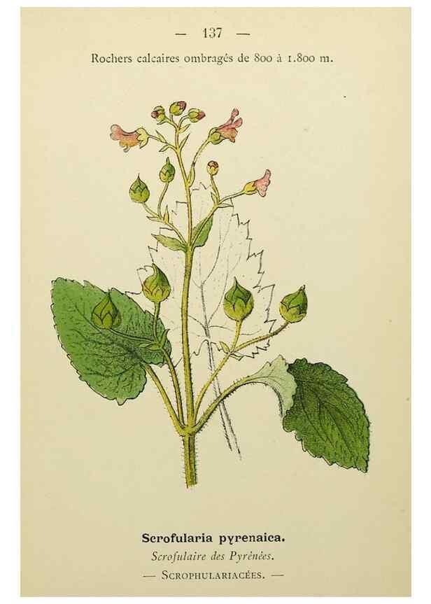 Reproducción/Reproduction 49345556062: Nouvelle flore coloriée de poche des Alpes et des Pyrénées.. Paris,Klincksieck,1906-1912.. 