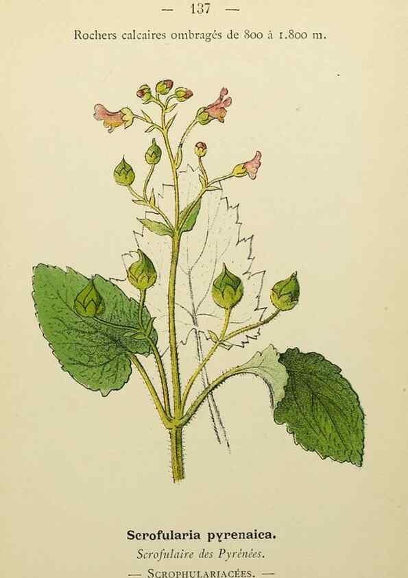 Reproducción/Reproduction 49345556062: Nouvelle flore coloriée de poche des Alpes et des Pyrénées.. Paris,Klincksieck,1906-1912.. 