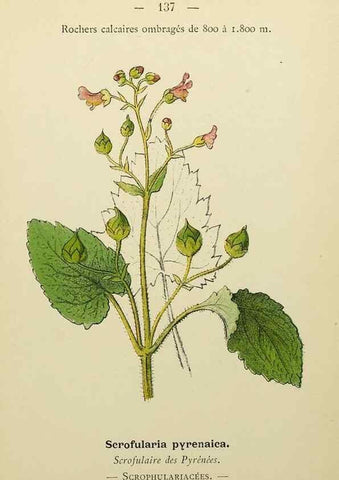 Reproducción/Reproduction 49345556062: Nouvelle flore coloriée de poche des Alpes et des Pyrénées.. Paris,Klincksieck,1906-1912.. 