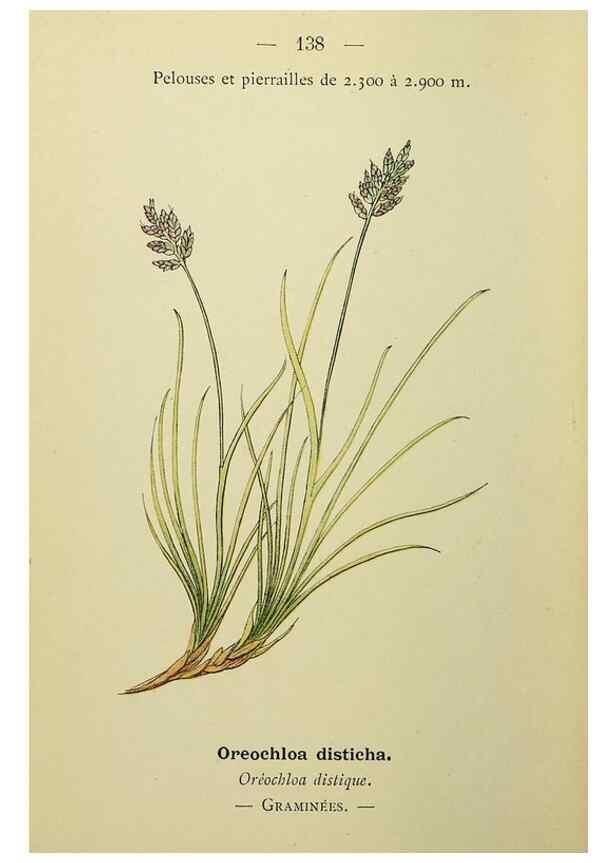 Reproducción/Reproduction 49345342216: Nouvelle flore coloriée de poche des Alpes et des Pyrénées.. Paris,Klincksieck,1906-1912.. 