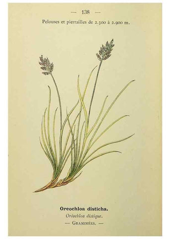 Reproducción/Reproduction 49345342216: Nouvelle flore coloriée de poche des Alpes et des Pyrénées.. Paris,Klincksieck,1906-1912.. 