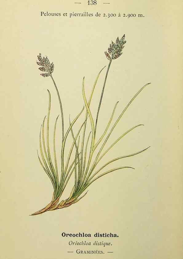 Reproducción/Reproduction 49345342216: Nouvelle flore coloriée de poche des Alpes et des Pyrénées.. Paris,Klincksieck,1906-1912.. 