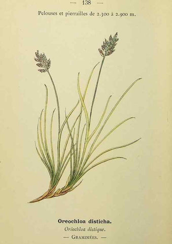 Reproducción/Reproduction 49345342216: Nouvelle flore coloriée de poche des Alpes et des Pyrénées.. Paris,Klincksieck,1906-1912.. 