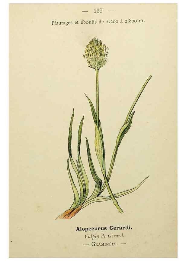 Reproducción/Reproduction 49345557007: Nouvelle flore coloriée de poche des Alpes et des Pyrénées.. Paris,Klincksieck,1906-1912.. 