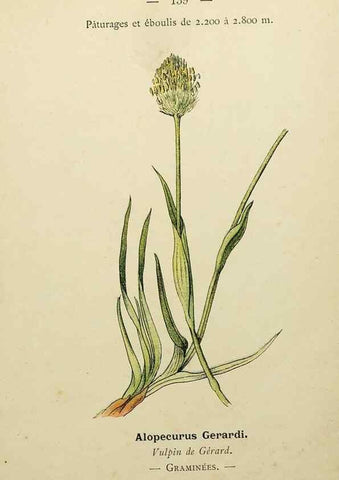 Reproducción/Reproduction 49345557007: Nouvelle flore coloriée de poche des Alpes et des Pyrénées.. Paris,Klincksieck,1906-1912.. 