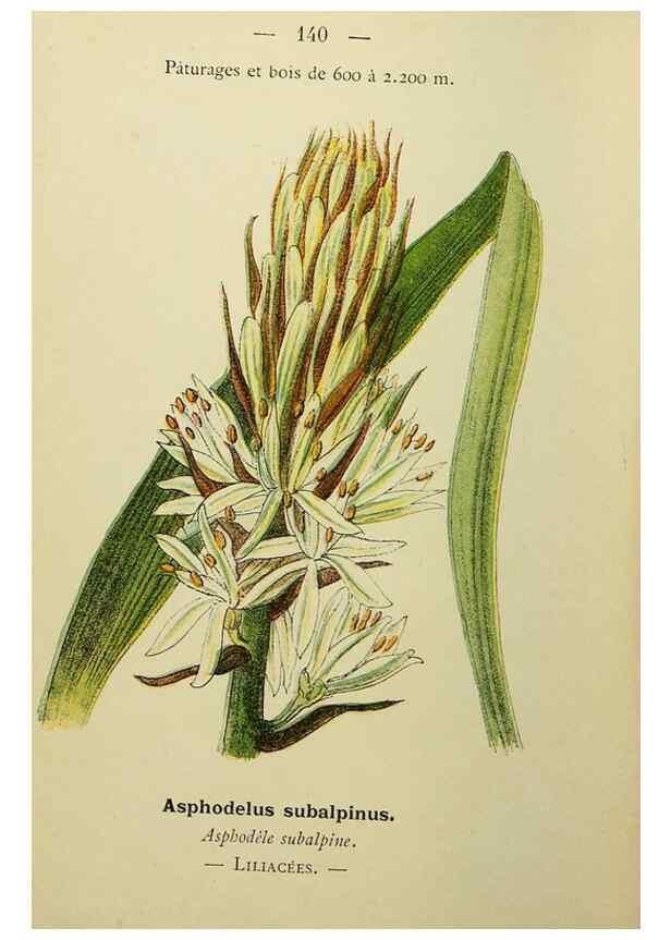 Reproducción/Reproduction 49345343101: Nouvelle flore coloriée de poche des Alpes et des Pyrénées.. Paris,Klincksieck,1906-1912.. 