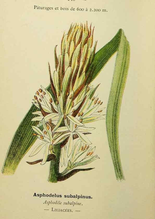 Reproducción/Reproduction 49345343101: Nouvelle flore coloriée de poche des Alpes et des Pyrénées.. Paris,Klincksieck,1906-1912.. 