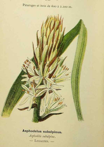 Reproducción/Reproduction 49345343101: Nouvelle flore coloriée de poche des Alpes et des Pyrénées.. Paris,Klincksieck,1906-1912.. 