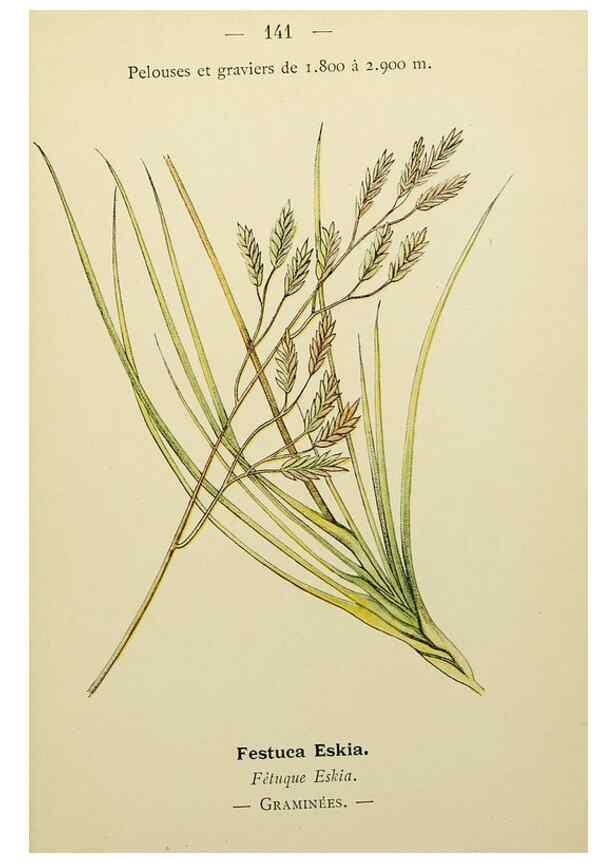 Reproducción/Reproduction 49345343611: Nouvelle flore coloriée de poche des Alpes et des Pyrénées.. Paris,Klincksieck,1906-1912.. 