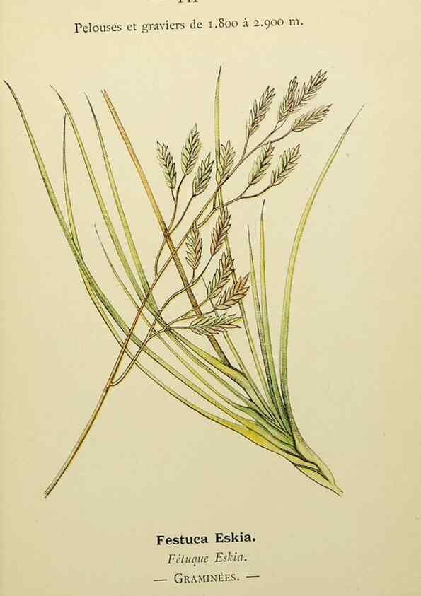 Reproducción/Reproduction 49345343611: Nouvelle flore coloriée de poche des Alpes et des Pyrénées.. Paris,Klincksieck,1906-1912.. 