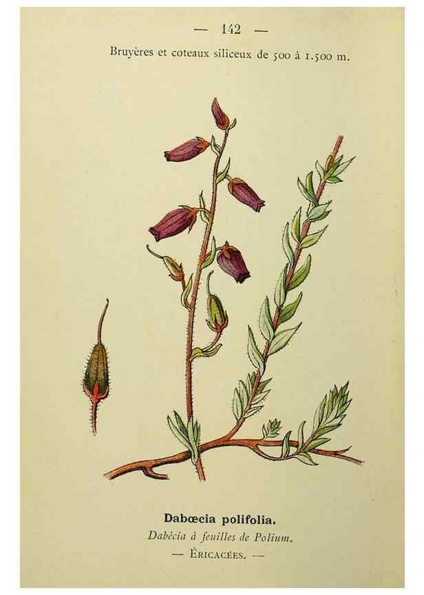 Reproducción/Reproduction 49345558337: Nouvelle flore coloriée de poche des Alpes et des Pyrénées.. Paris,Klincksieck,1906-1912.. 