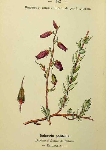 Reproducción/Reproduction 49345558337: Nouvelle flore coloriée de poche des Alpes et des Pyrénées.. Paris,Klincksieck,1906-1912.. 