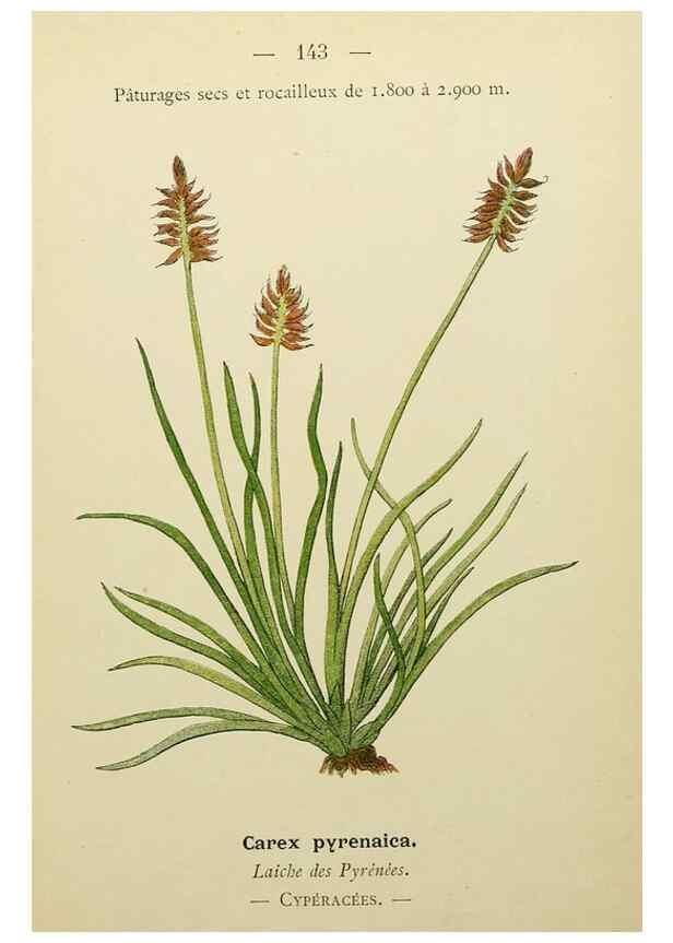 Reproducción/Reproduction 49345558747: Nouvelle flore coloriée de poche des Alpes et des Pyrénées.. Paris,Klincksieck,1906-1912.. 