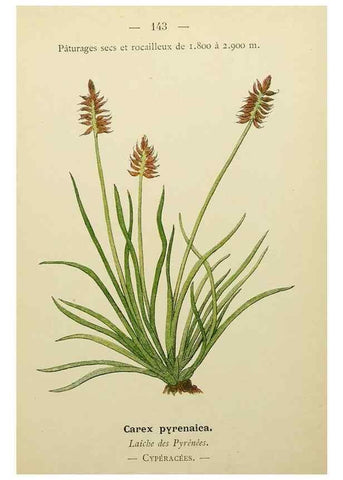 Reproducción/Reproduction 49345558747: Nouvelle flore coloriée de poche des Alpes et des Pyrénées.. Paris,Klincksieck,1906-1912.. 