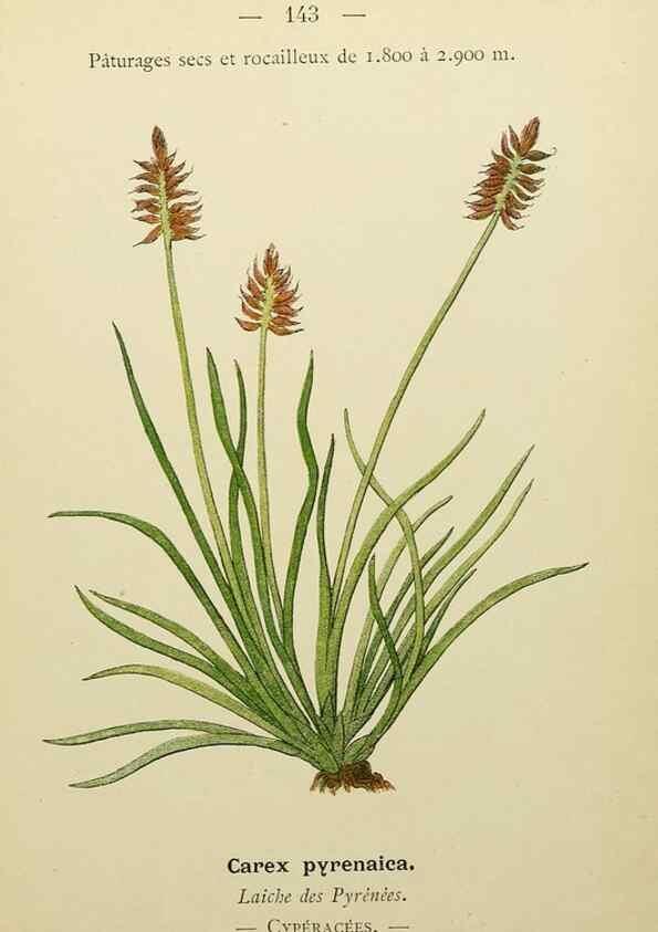 Reproducción/Reproduction 49345558747: Nouvelle flore coloriée de poche des Alpes et des Pyrénées.. Paris,Klincksieck,1906-1912.. 