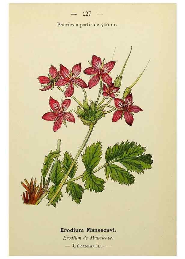 Reproducción/Reproduction 49345552132: Nouvelle flore coloriée de poche des Alpes et des Pyrénées.. Paris,Klincksieck,1906-1912.. 