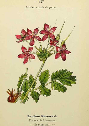 Reproducción/Reproduction 49345552132: Nouvelle flore coloriée de poche des Alpes et des Pyrénées.. Paris,Klincksieck,1906-1912.. 