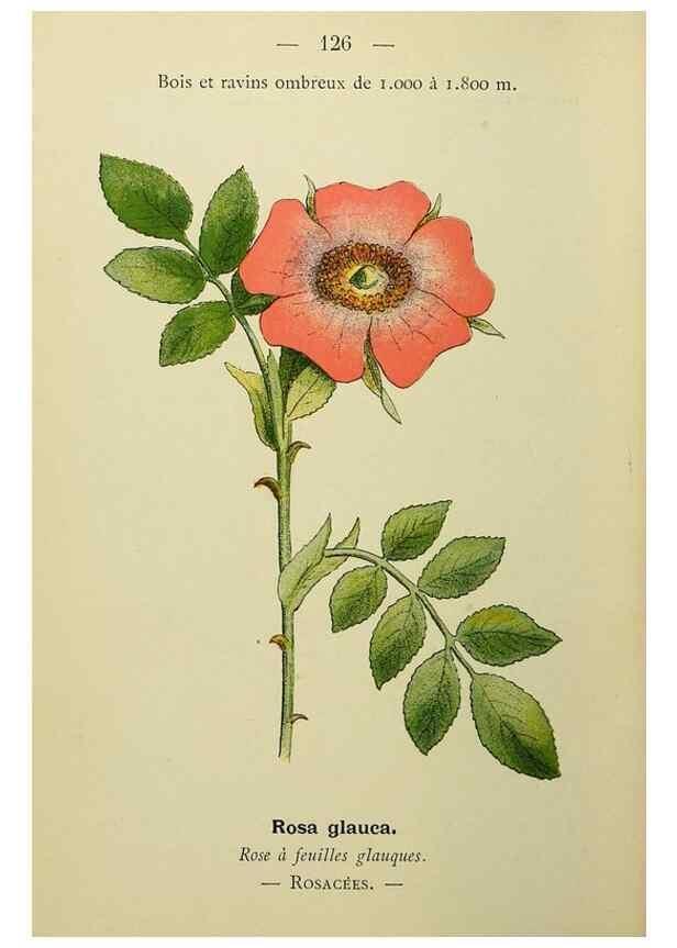Reproducción/Reproduction 49345551467: Nouvelle flore coloriée de poche des Alpes et des Pyrénées.. Paris,Klincksieck,1906-1912.. 