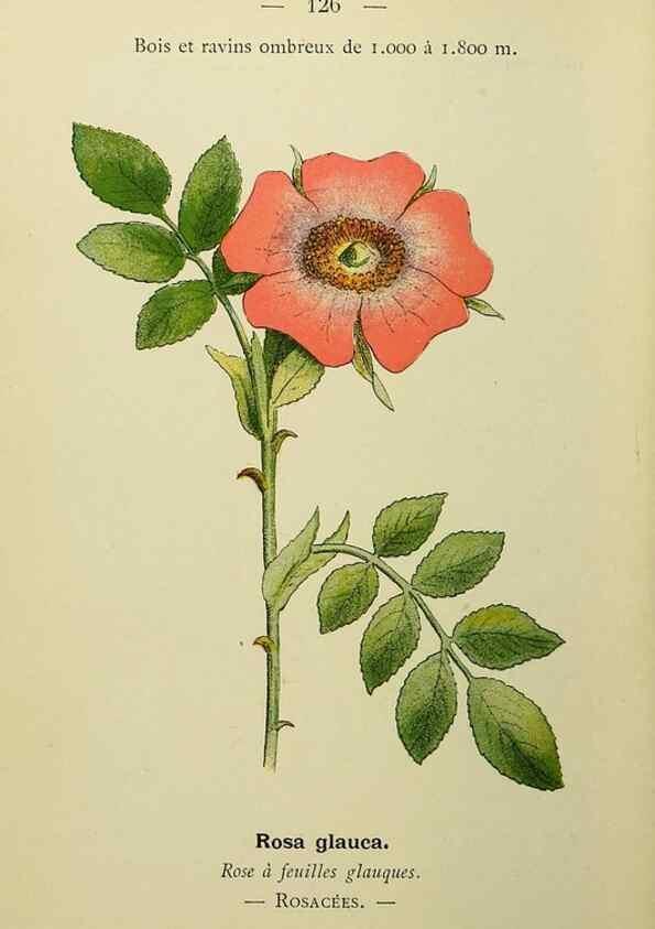 Reproducción/Reproduction 49345551467: Nouvelle flore coloriée de poche des Alpes et des Pyrénées.. Paris,Klincksieck,1906-1912.. 
