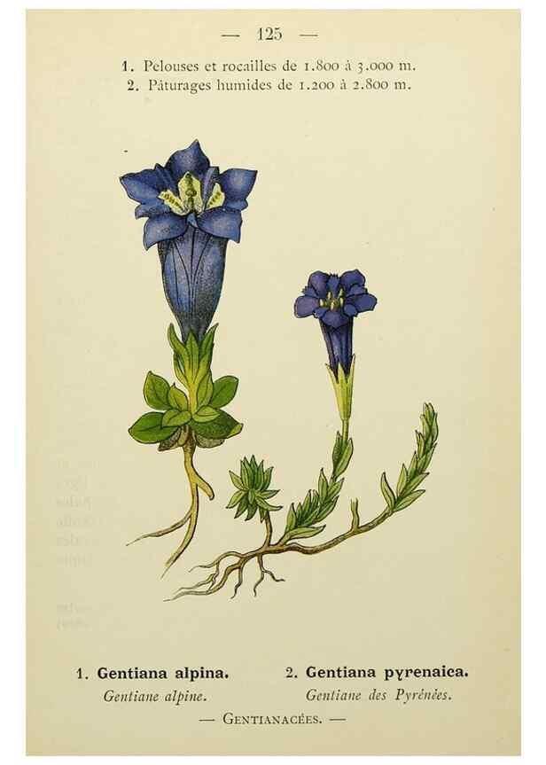 Reproducción/Reproduction 49345551032: Nouvelle flore coloriée de poche des Alpes et des Pyrénées.. Paris,Klincksieck,1906-1912.. 