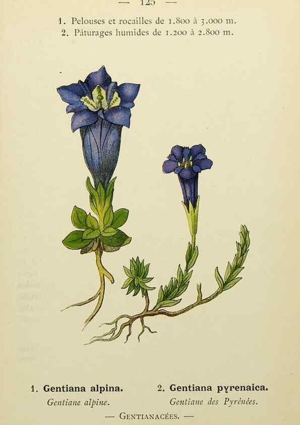 Reproducción/Reproduction 49345551032: Nouvelle flore coloriée de poche des Alpes et des Pyrénées.. Paris,Klincksieck,1906-1912.. 