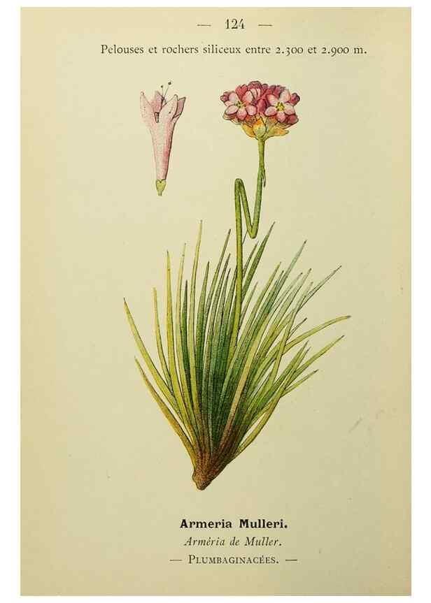 Reproducción/Reproduction 49345550607: Nouvelle flore coloriée de poche des Alpes et des Pyrénées.. Paris,Klincksieck,1906-1912.. 