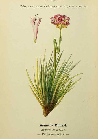 Reproducción/Reproduction 49345550607: Nouvelle flore coloriée de poche des Alpes et des Pyrénées.. Paris,Klincksieck,1906-1912.. 