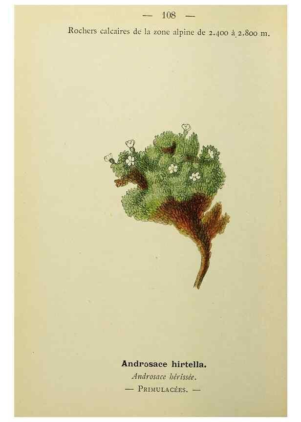 Reproducción/Reproduction 49345329441: Nouvelle flore coloriée de poche des Alpes et des Pyrénées.. Paris,Klincksieck,1906-1912.. 