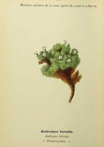 Reproducción/Reproduction 49345329441: Nouvelle flore coloriée de poche des Alpes et des Pyrénées.. Paris,Klincksieck,1906-1912.. 