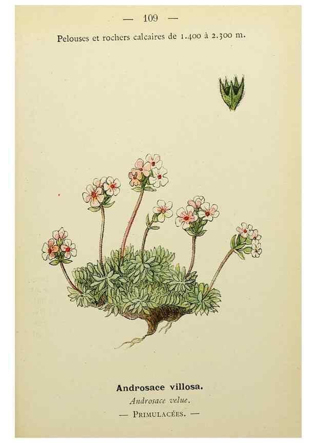 Reproducción/Reproduction 49345329866: Nouvelle flore coloriée de poche des Alpes et des Pyrénées.. Paris,Klincksieck,1906-1912.. 
