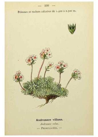 Reproducción/Reproduction 49345329866: Nouvelle flore coloriée de poche des Alpes et des Pyrénées.. Paris,Klincksieck,1906-1912.. 