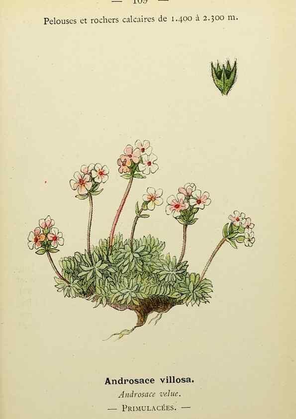 Reproducción/Reproduction 49345329866: Nouvelle flore coloriée de poche des Alpes et des Pyrénées.. Paris,Klincksieck,1906-1912.. 