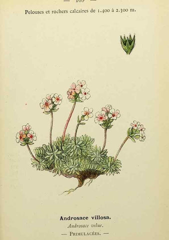 Reproducción/Reproduction 49345329866: Nouvelle flore coloriée de poche des Alpes et des Pyrénées.. Paris,Klincksieck,1906-1912.. 