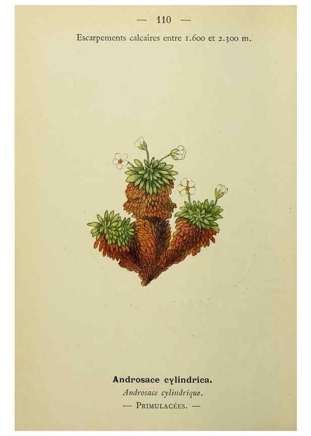 Reproducción/Reproduction 49344870483: Nouvelle flore coloriée de poche des Alpes et des Pyrénées.. Paris,Klincksieck,1906-1912.. 
