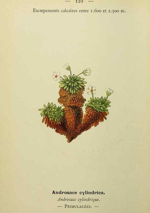 Reproducción/Reproduction 49344870483: Nouvelle flore coloriée de poche des Alpes et des Pyrénées.. Paris,Klincksieck,1906-1912.. 