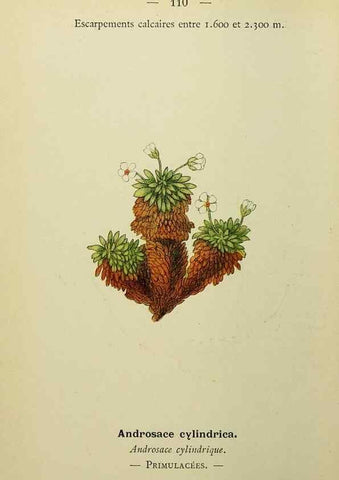 Reproducción/Reproduction 49344870483: Nouvelle flore coloriée de poche des Alpes et des Pyrénées.. Paris,Klincksieck,1906-1912.. 