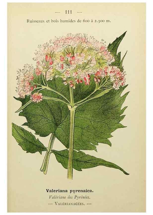 Reproducción/Reproduction 49345545177: Nouvelle flore coloriée de poche des Alpes et des Pyrénées.. Paris,Klincksieck,1906-1912.. 