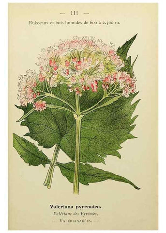 Reproducción/Reproduction 49345545177: Nouvelle flore coloriée de poche des Alpes et des Pyrénées.. Paris,Klincksieck,1906-1912.. 