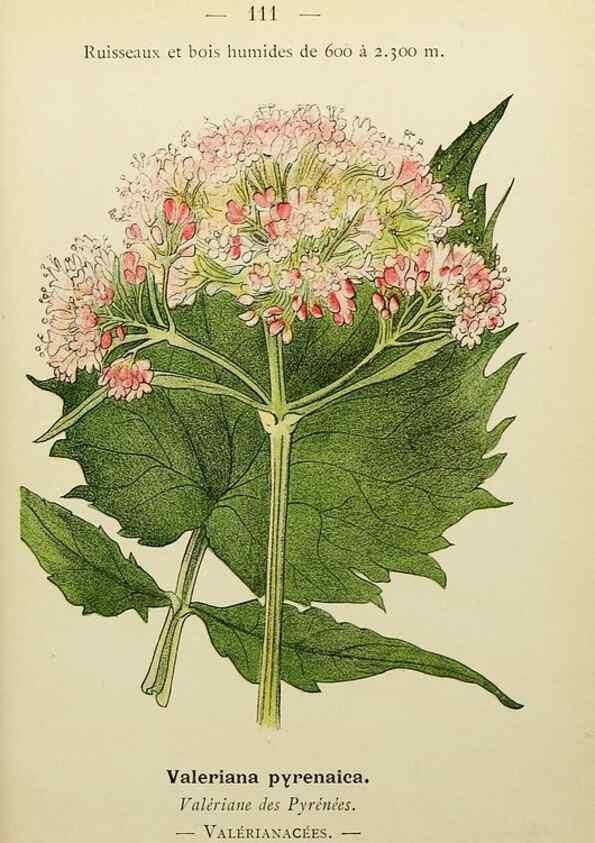 Reproducción/Reproduction 49345545177: Nouvelle flore coloriée de poche des Alpes et des Pyrénées.. Paris,Klincksieck,1906-1912.. 