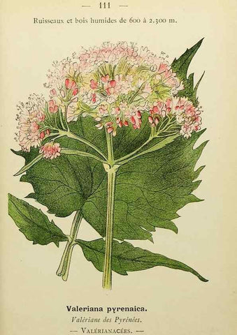 Reproducción/Reproduction 49345545177: Nouvelle flore coloriée de poche des Alpes et des Pyrénées.. Paris,Klincksieck,1906-1912.. 