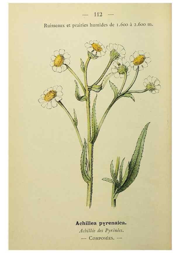 Reproducción/Reproduction 49344871273: Nouvelle flore coloriée de poche des Alpes et des Pyrénées.. Paris,Klincksieck,1906-1912.. 