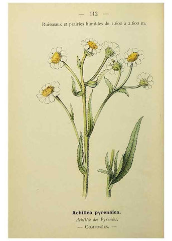Reproducción/Reproduction 49344871273: Nouvelle flore coloriée de poche des Alpes et des Pyrénées.. Paris,Klincksieck,1906-1912.. 