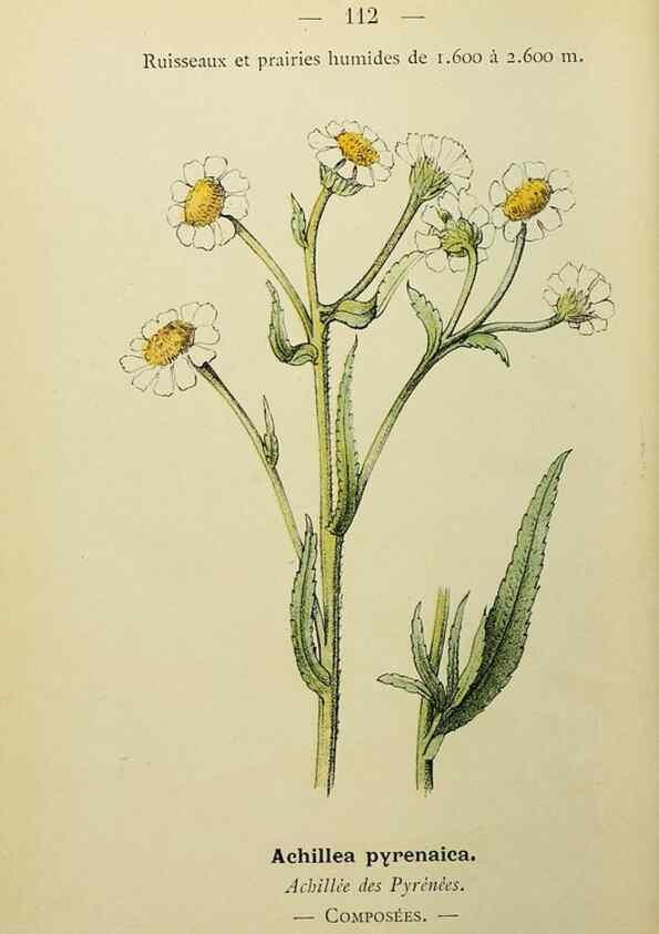 Reproducción/Reproduction 49344871273: Nouvelle flore coloriée de poche des Alpes et des Pyrénées.. Paris,Klincksieck,1906-1912.. 