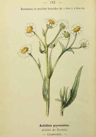 Reproducción/Reproduction 49344871273: Nouvelle flore coloriée de poche des Alpes et des Pyrénées.. Paris,Klincksieck,1906-1912.. 