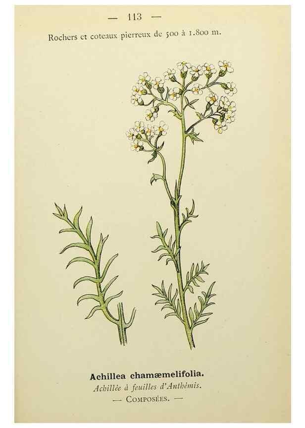 Reproducción/Reproduction 49345546072: Nouvelle flore coloriée de poche des Alpes et des Pyrénées.. Paris,Klincksieck,1906-1912.. 