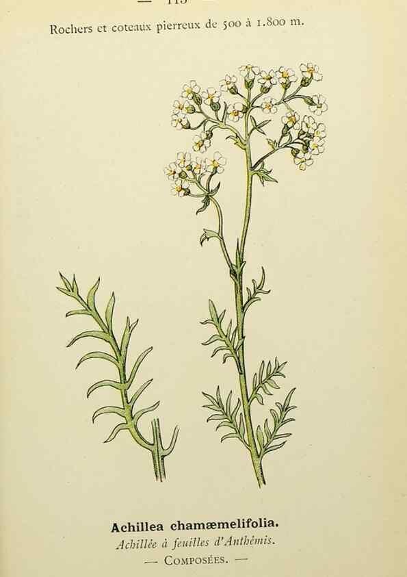 Reproducción/Reproduction 49345546072: Nouvelle flore coloriée de poche des Alpes et des Pyrénées.. Paris,Klincksieck,1906-1912.. 
